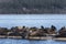 California Sea Lions at Fanny Bay, eastern Vancouver Island, Bri