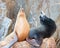 California Sea Lions on La Lobera [â€œthe Wolves Lairâ€] the Sea Lion colony rock at Lands End in Cabo San Lucas