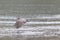 California sea lions and northern elephant seals are seen on Sonoma`s Pacific Coast.