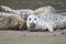 California sea lions and northern elephant seals are seen on Sonoma`s Pacific Coast.
