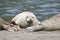 California sea lions and northern elephant seals are seen on Sonoma`s Pacific Coast.