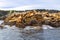 California Sea Lions Pacific Ocean Haida Gwaii Langara Island