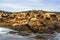 California Sea Lions Pacific Ocean Haida Gwaii Langara Island