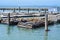 California sea lions on Pier 39