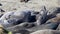 California Sea Lions And Seals are easily spotted at many beaches in the USA. Pacific harbor seals, elephant seals, and