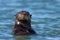 California Sea Otter 2