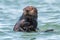 California sea otter with big whiskers