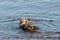 California Sea Otter grooming and playing in shallow water