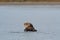 California sea otter looking thoughtful