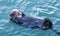 California Sea Otter in Morro Bay on the Central California Coast