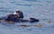 California Sea Otters in Morro Bay on the Central Coast of California