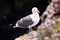 California seagull