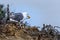 California seagull on cliff