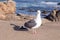 california seagull enjoys the sun at the pacific coast, California