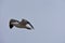 California Seagull in flight against a blue sky, 1.