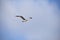 California Seagull in flight against a blue sky, 3.