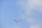 California Seagull in flight against a blue sky, 4.