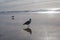 California Seagull in San Diego on beach