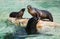 California seal