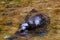 California seal or sea lion
