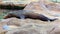 California seal or sea lion resting on the rock
