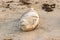 California seal sleeping on the beach