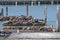 California sealions resting on wooden platforms.