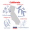 California. Set of USA official state symbols