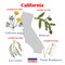 California. Set of USA official state symbols