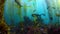 California sheephead swimmimg undersea at shallow water