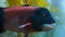 California sheephead swimmimg undersea at shallow water