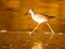 California Shorebird ~ Sandpiper Wades At The Beach During Golden Sunset