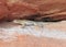California Side Blotched lizard,Nevada,United stat