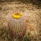 California-Single Barrel Cactus