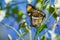 California sister butterfly (Adelpha californica) resting with its wings folded on a Morning Glory vine; blue sky background;