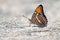 California Sister Butterfly with closed wings