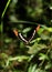 California Sister Butterfly on a leaf