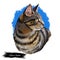 California Spangled Cat Portrait Isolated, Digital Art