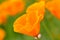 California Spring Poppy Macro Close Up