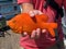 California State fish, the Girabaldi, caught and released in Santa Catalina Island, California, USA