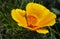 The California state flower, the California poppy, opens its petals.