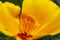 The California state flower, the California poppy, opens its petals.