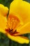 The California state flower, the California poppy, opens its petals daily for the sun and pollination.