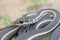 California Striped Racer Snake Coluber lateralis lateralis close up