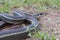 California Striped Racer Snake Coluber lateralis lateralis tongue flick