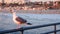 California summertime beach aesthetic, pink sunset. Cute funny sea gull on pier railing. Ocean waves, defocused people