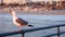 California summertime beach aesthetic, pink sunset. Cute funny sea gull on pier railing. Ocean waves, defocused people and