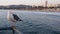 California summertime beach aesthetic, pink sunset. Cute funny sea gull on pier railing. Ocean waves, defocused people and