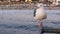 California summertime beach aesthetic, pink sunset. Cute funny sea gull on pier railing. Ocean waves, defocused people