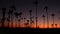 California summertime dusk twilight aesthetic, purple dramatic sunset. Palm tree iconic silhouettes on famous Venice beach, Santa